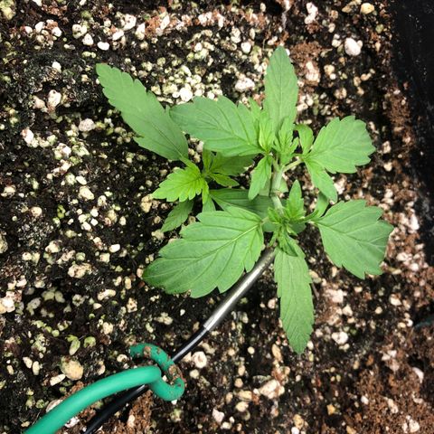 👯TwinMutation Frozen Black Cherry growlog timeline photo