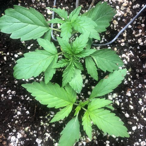 👯TwinMutation Frozen Black Cherry growlog timeline photo