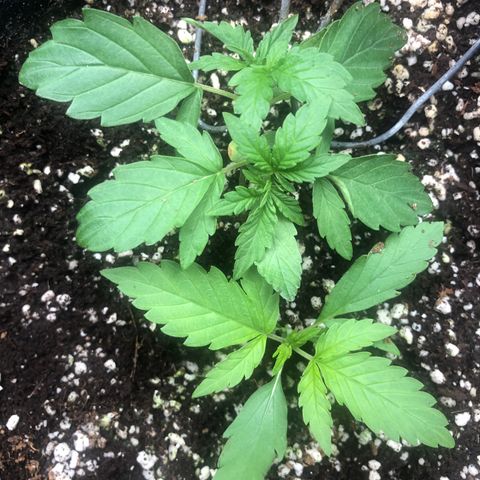 👯TwinMutation Frozen Black Cherry growlog timeline photo