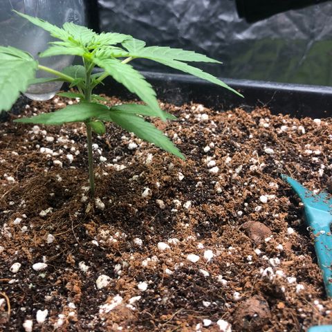 Chewbaka growlog timeline photo