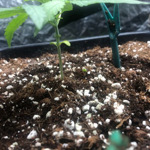 Chewbaka growlog timeline photo