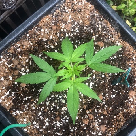 Chewbaka growlog timeline photo