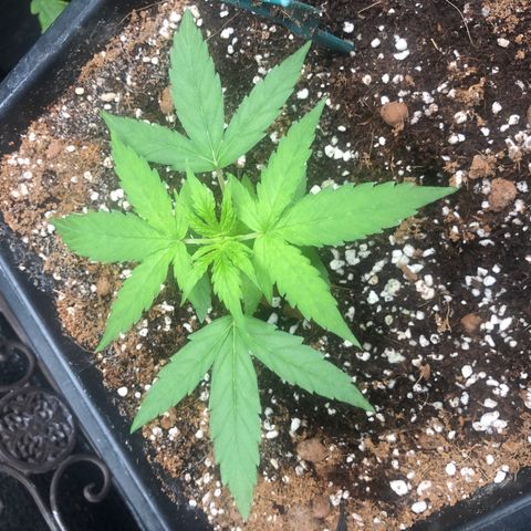 Chewbaka growlog timeline photo