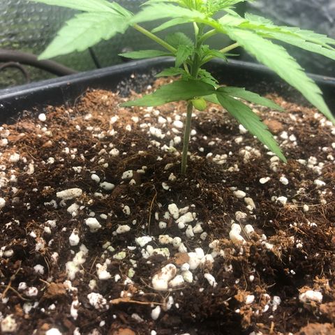 Chewbaka growlog timeline photo