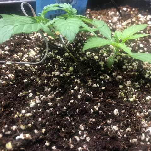 👯TwinMutation Frozen Black Cherry growlog timeline photo