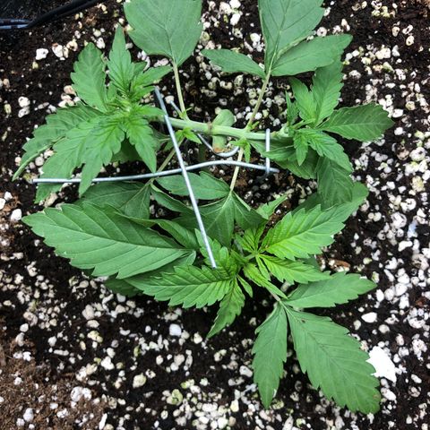 👯TwinMutation Frozen Black Cherry growlog timeline photo