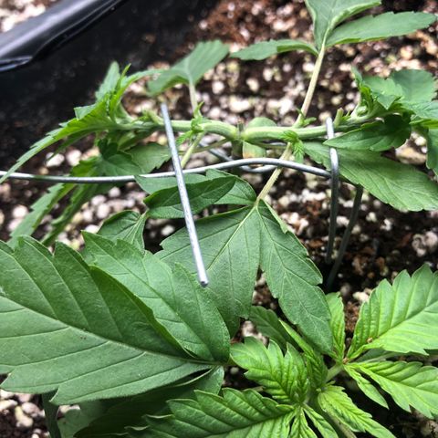👯TwinMutation Frozen Black Cherry growlog timeline photo