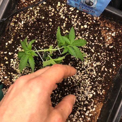 👯TwinMutation Frozen Black Cherry growlog timeline photo