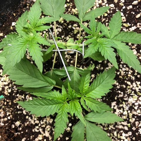 👯TwinMutation Frozen Black Cherry growlog timeline photo