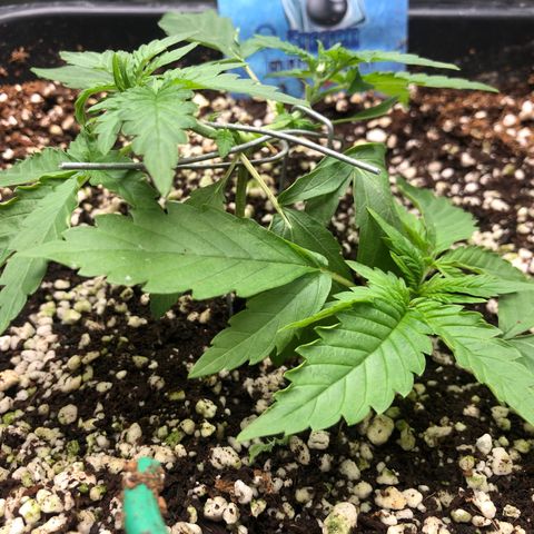 👯TwinMutation Frozen Black Cherry growlog timeline photo