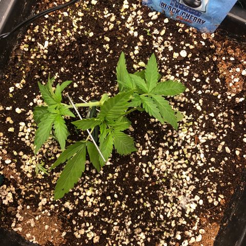 👯TwinMutation Frozen Black Cherry growlog timeline photo