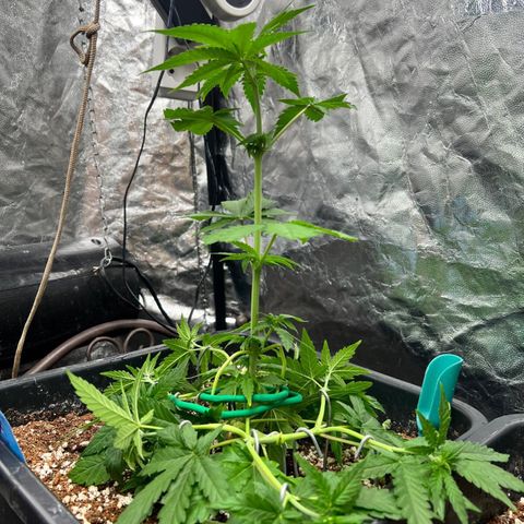 👯TwinMutation Frozen Black Cherry growlog timeline photo