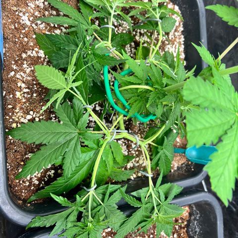👯TwinMutation Frozen Black Cherry growlog timeline photo