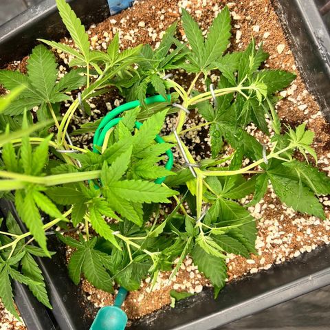 👯TwinMutation Frozen Black Cherry growlog timeline photo
