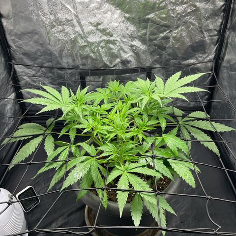 Slurricane growlog timeline photo