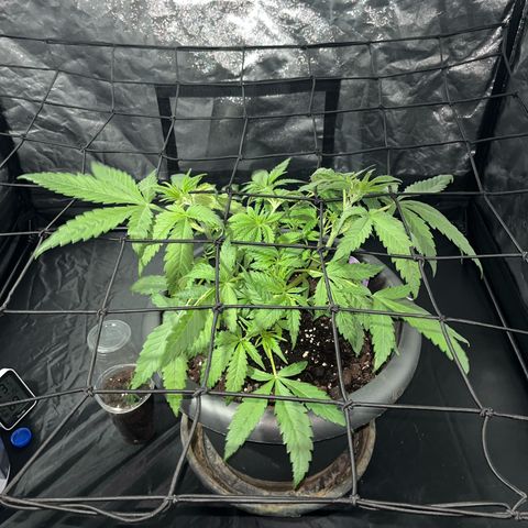 Slurricane growlog timeline photo