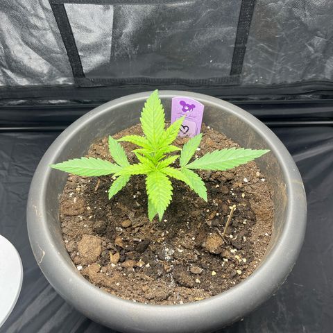 Slurricane growlog timeline photo