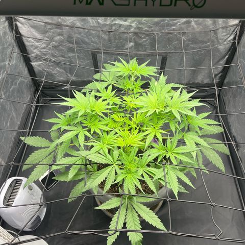 Slurricane growlog timeline photo