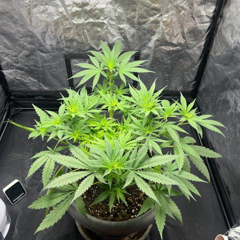 Slurricane growlog timeline photo