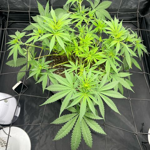 Slurricane growlog timeline photo