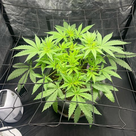 Slurricane growlog timeline photo