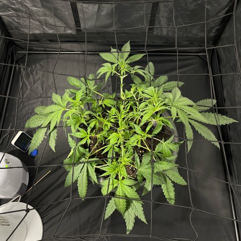 Slurricane growlog timeline photo
