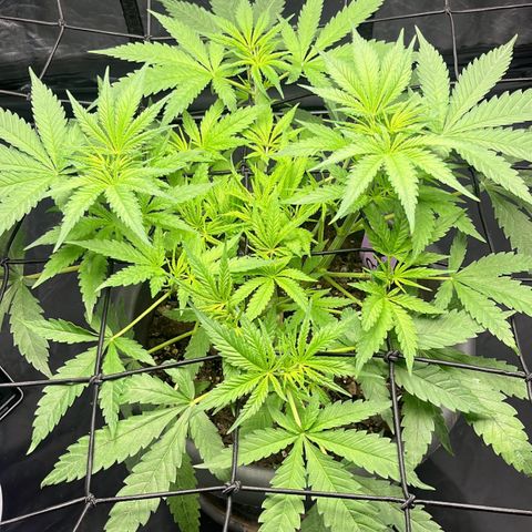 Slurricane growlog timeline photo