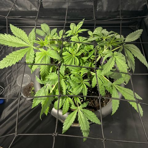 Slurricane growlog timeline photo