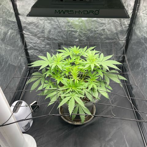 Slurricane growlog timeline photo