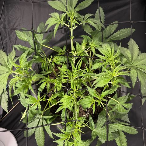Slurricane growlog timeline photo