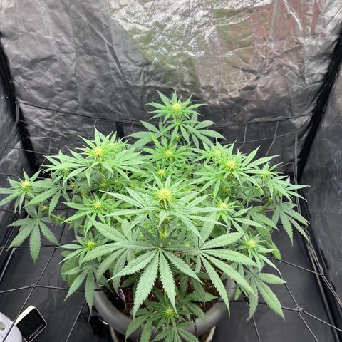 Slurricane growlog timeline photo