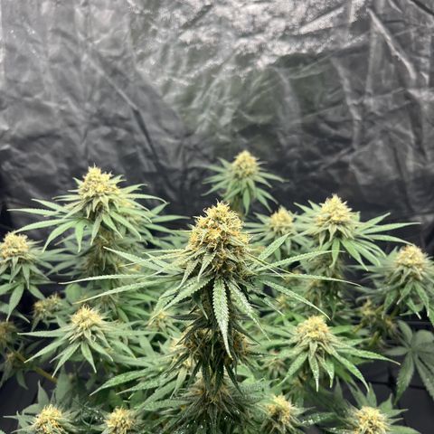 Slurricane growlog timeline photo