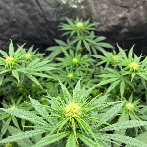 Slurricane growlog timeline photo