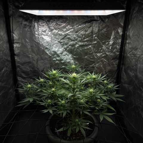 Slurricane growlog timeline photo