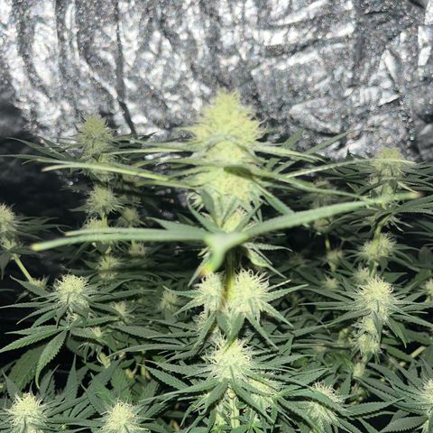 Slurricane growlog photo: defogliazione un po' in ritardo :/