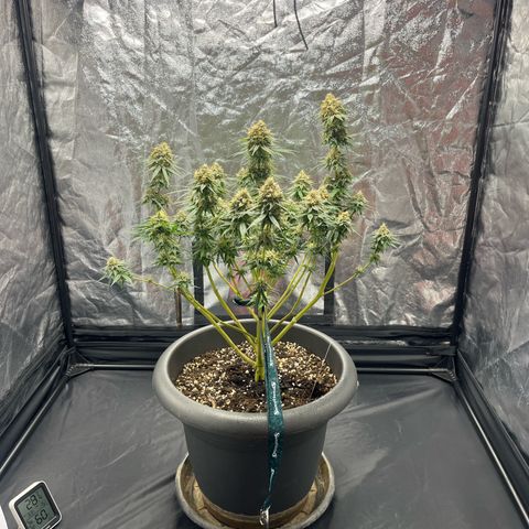 Slurricane growlog timeline photo