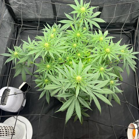 Slurricane growlog timeline photo