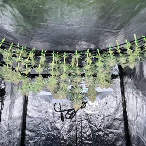 Slurricane growlog timeline photo