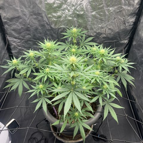 Slurricane growlog timeline photo