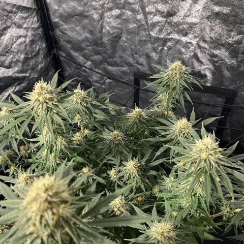 Slurricane growlog timeline photo