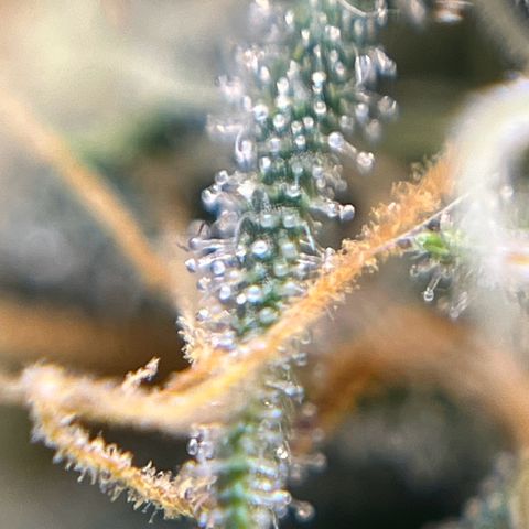 Slurricane growlog timeline photo