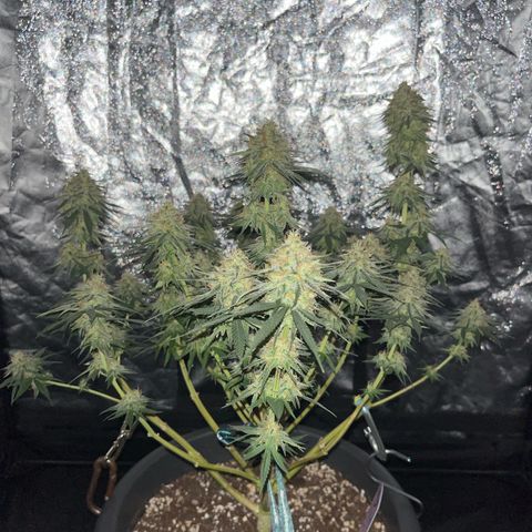 Slurricane growlog timeline photo