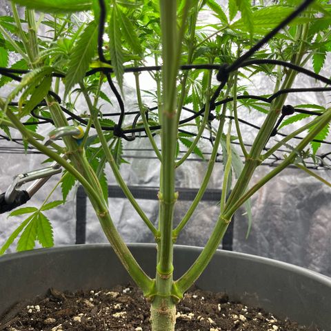 Slurricane growlog timeline photo