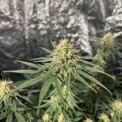 Slurricane growlog timeline photo