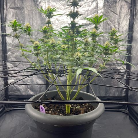 Slurricane growlog timeline photo