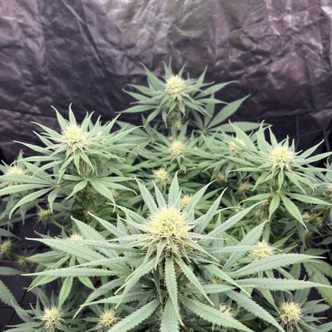 Slurricane growlog timeline photo