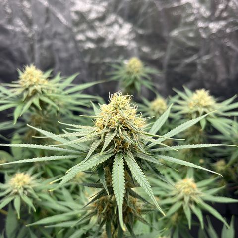 Slurricane growlog timeline photo