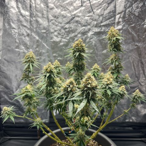 Slurricane growlog timeline photo