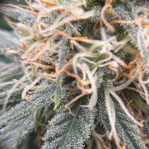 Slurricane growlog timeline photo