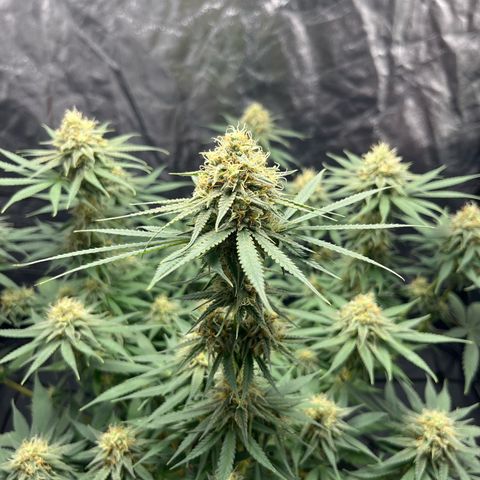 Slurricane growlog timeline photo